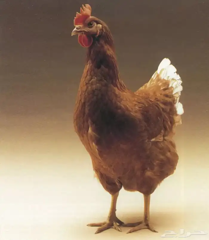 مطلوب دجاج لوهمان أو صيصان 0
