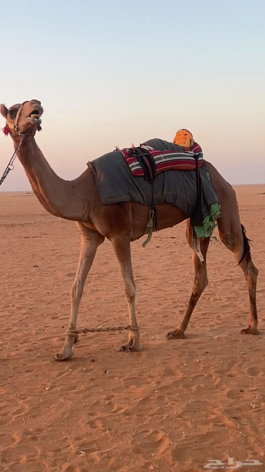 رحول ابل للبيع طوع رقم واحد 2