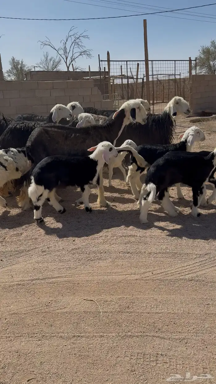 نجد مواليد 0