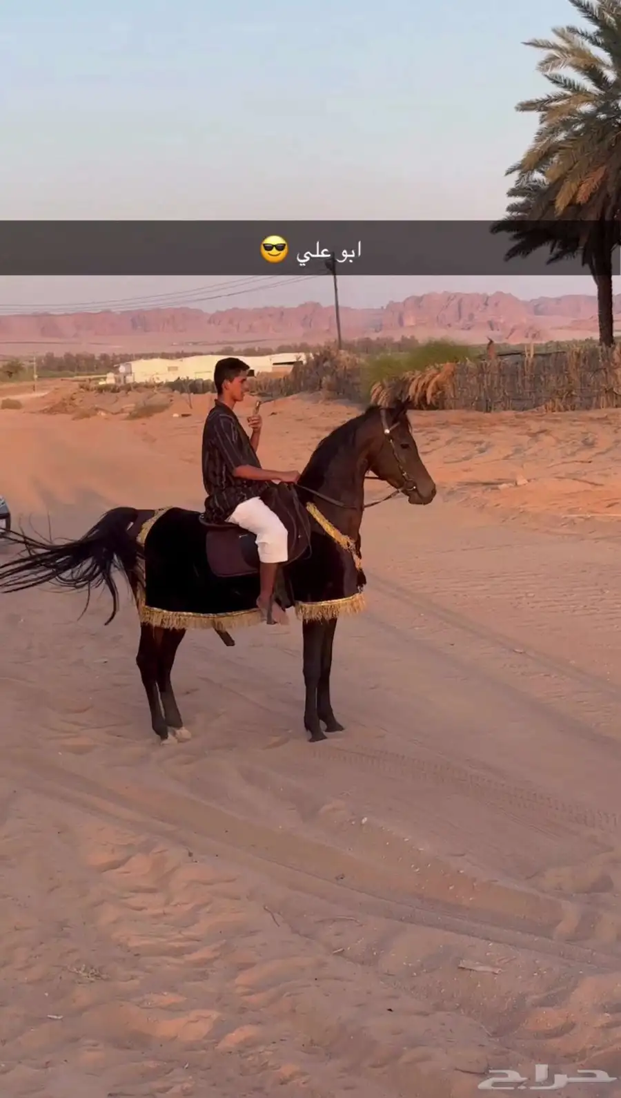 حصان شعبي 0