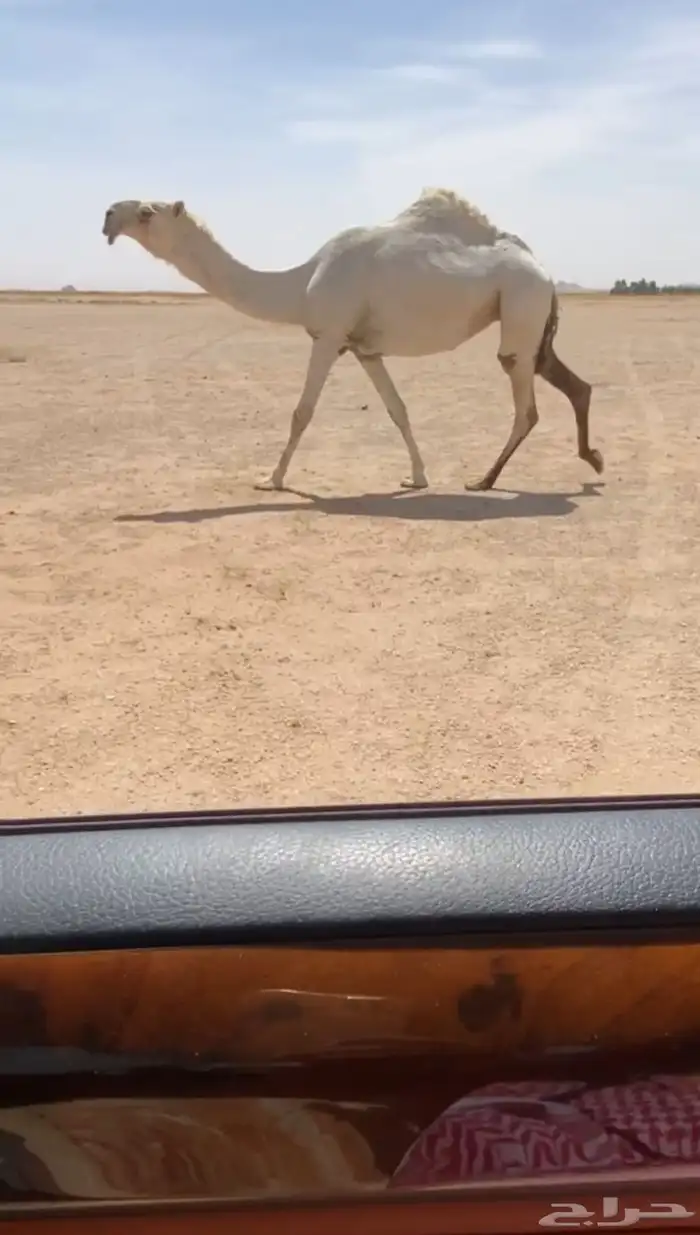 للبيع بكره كفووو 0