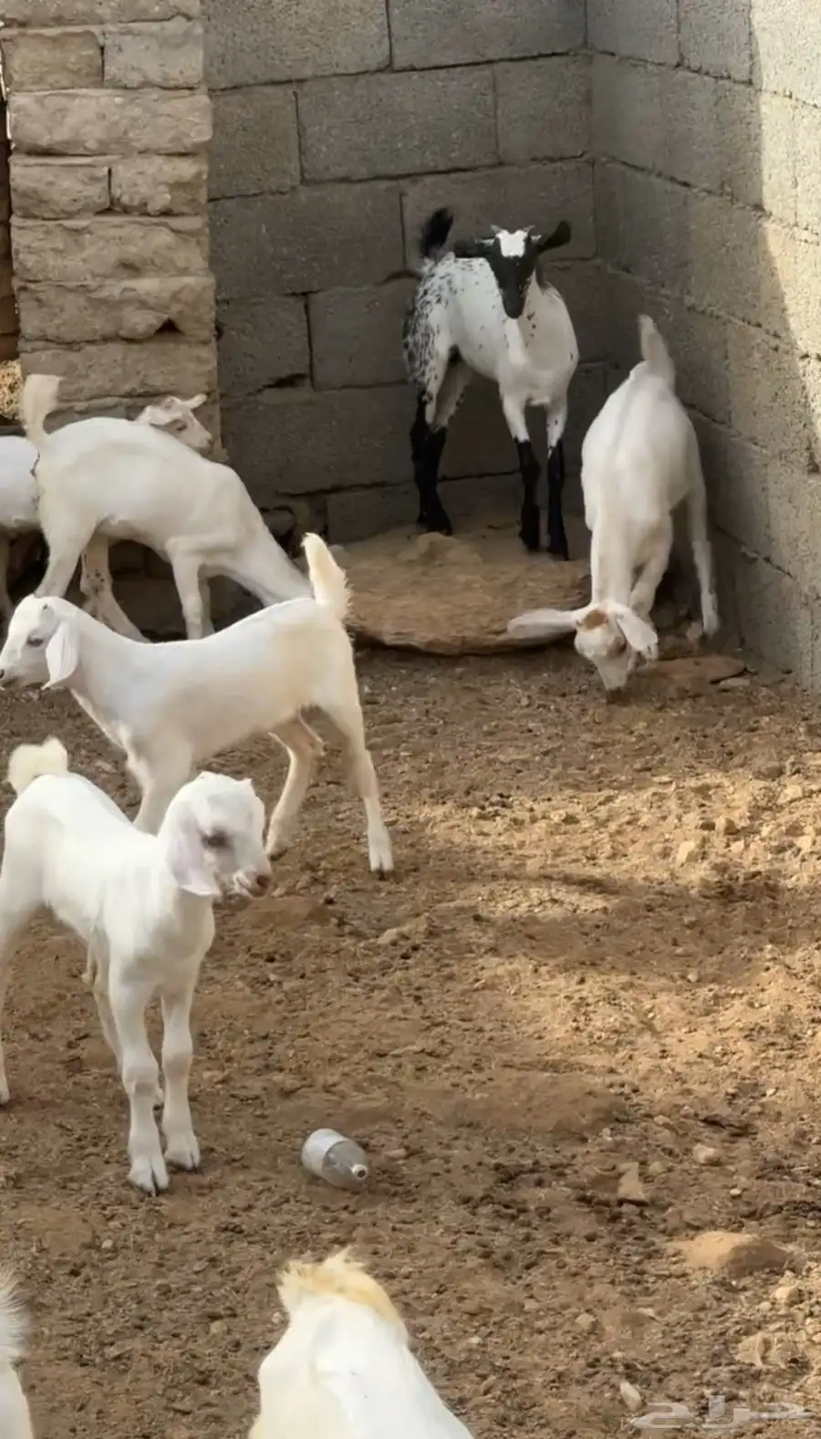 ماعز 3