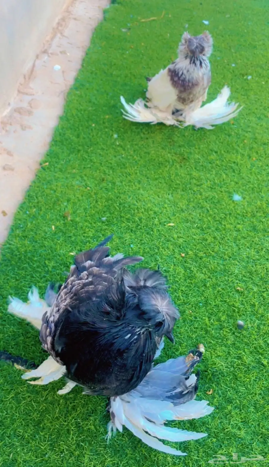حمام بخارى 1