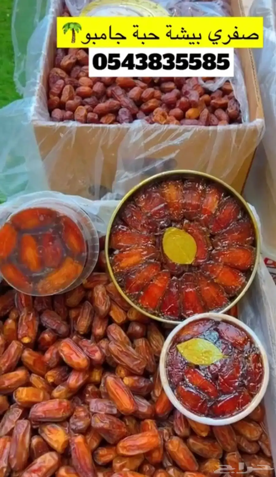 صفري بيشة 1