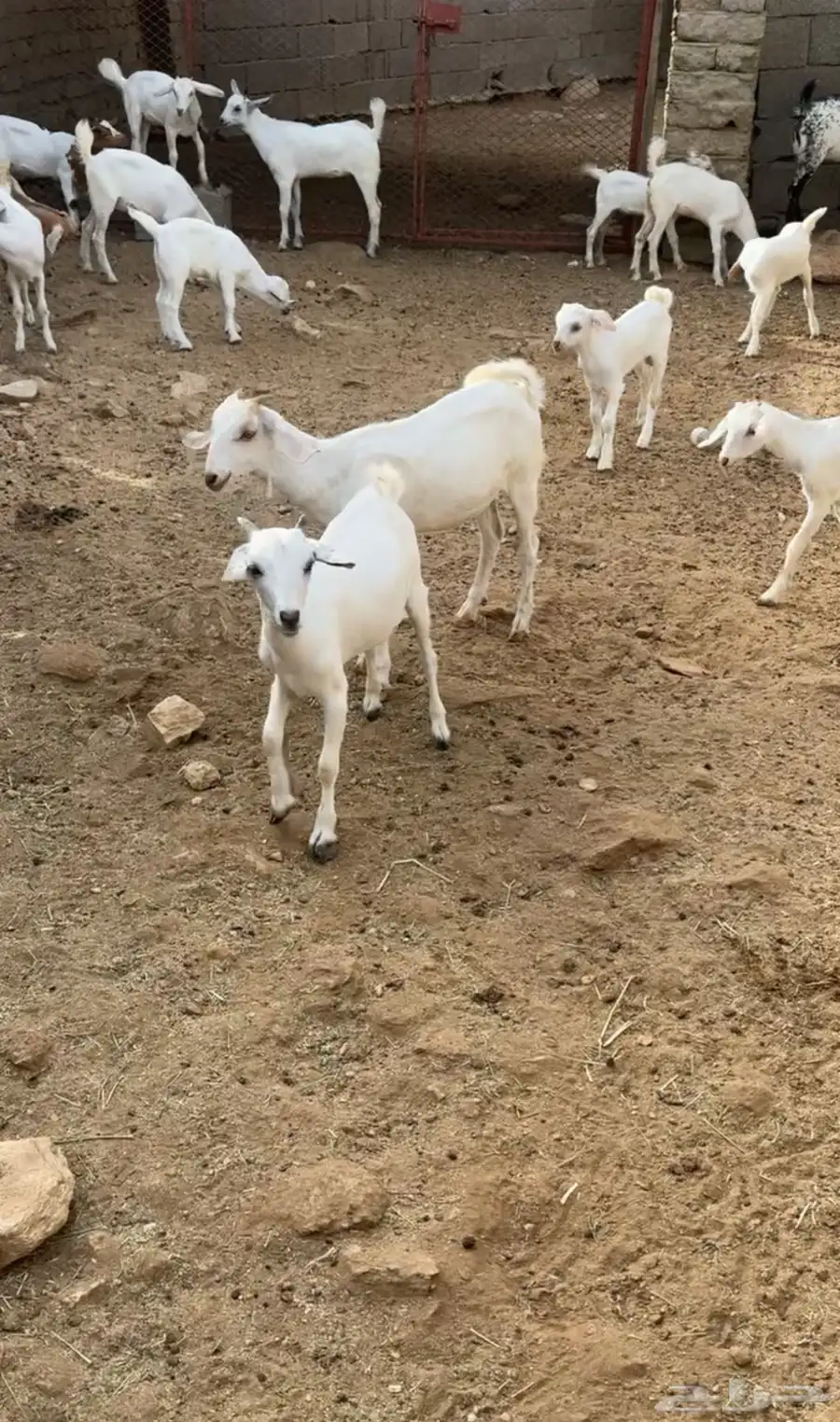 ماعز 5