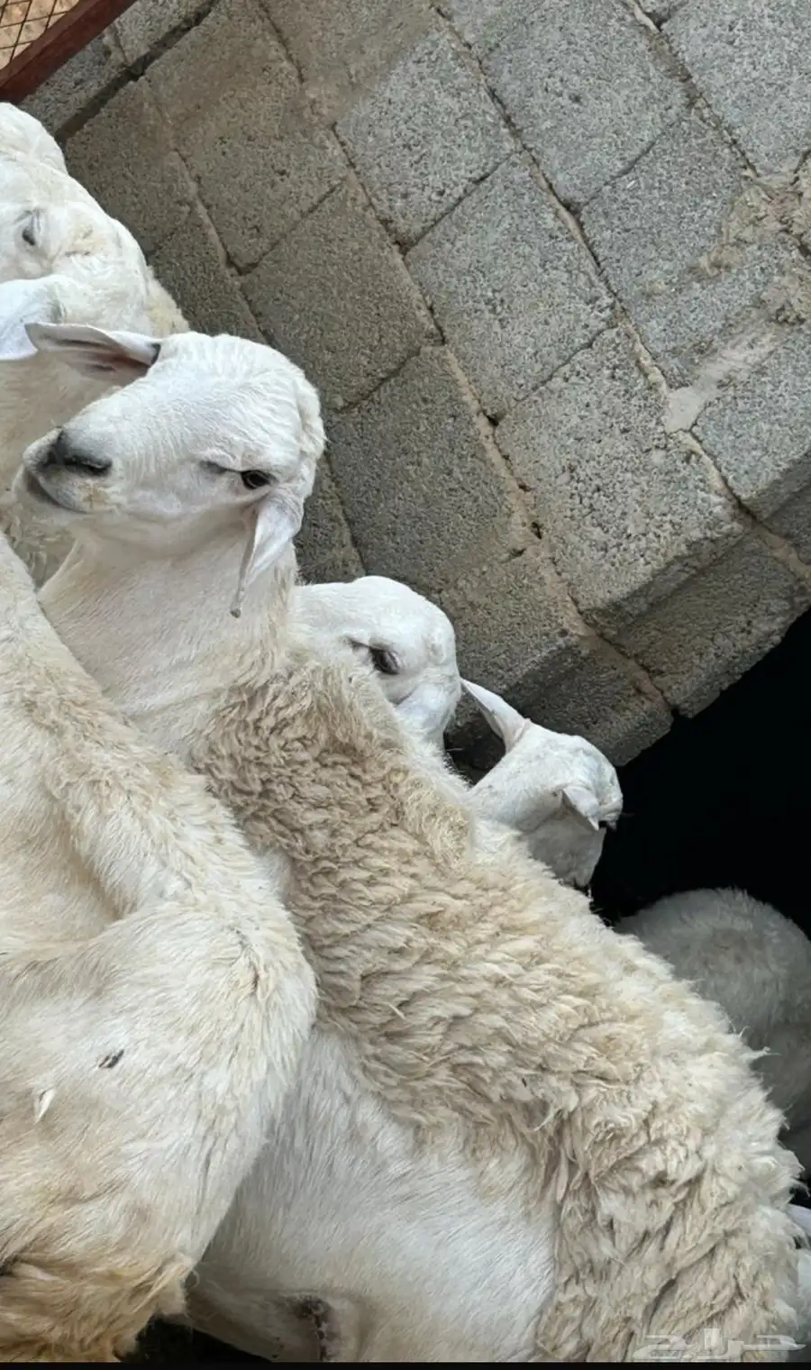 خروف للبيع 0