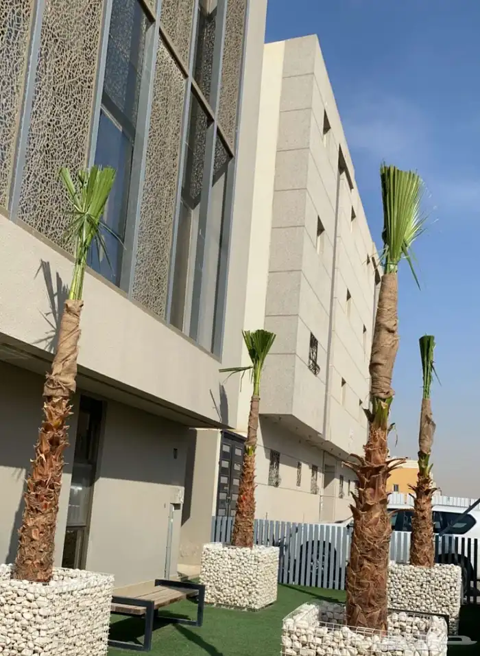 نخيل واشنطوني زينة امريكي 3