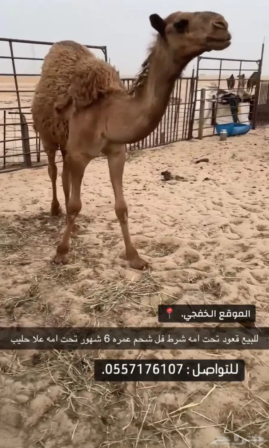 للبيع قعود اشعل ذبيحه. 0