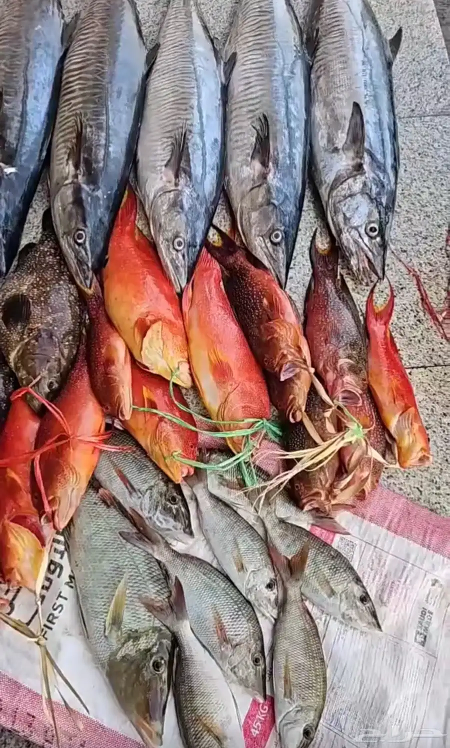 سمك طازه 11