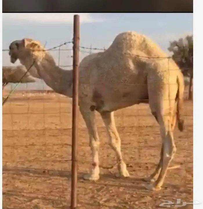 قعود مشروع فحل حيسوني 2