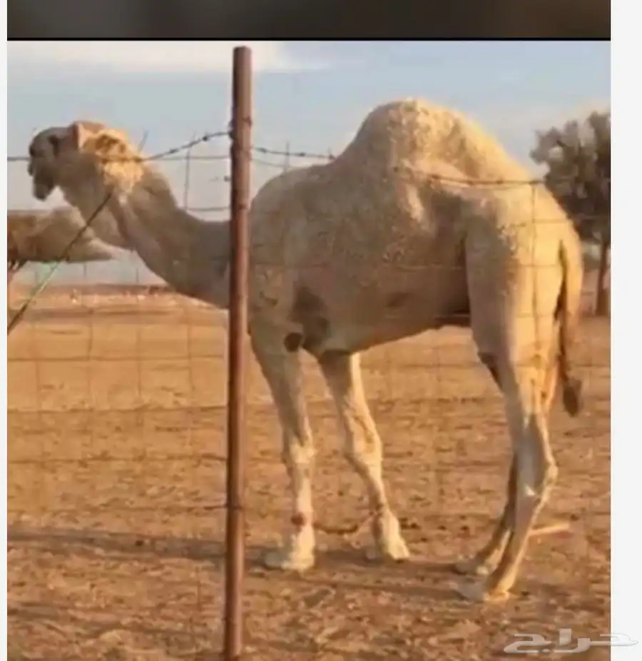 قعود مشروع فحل حيسوني 2