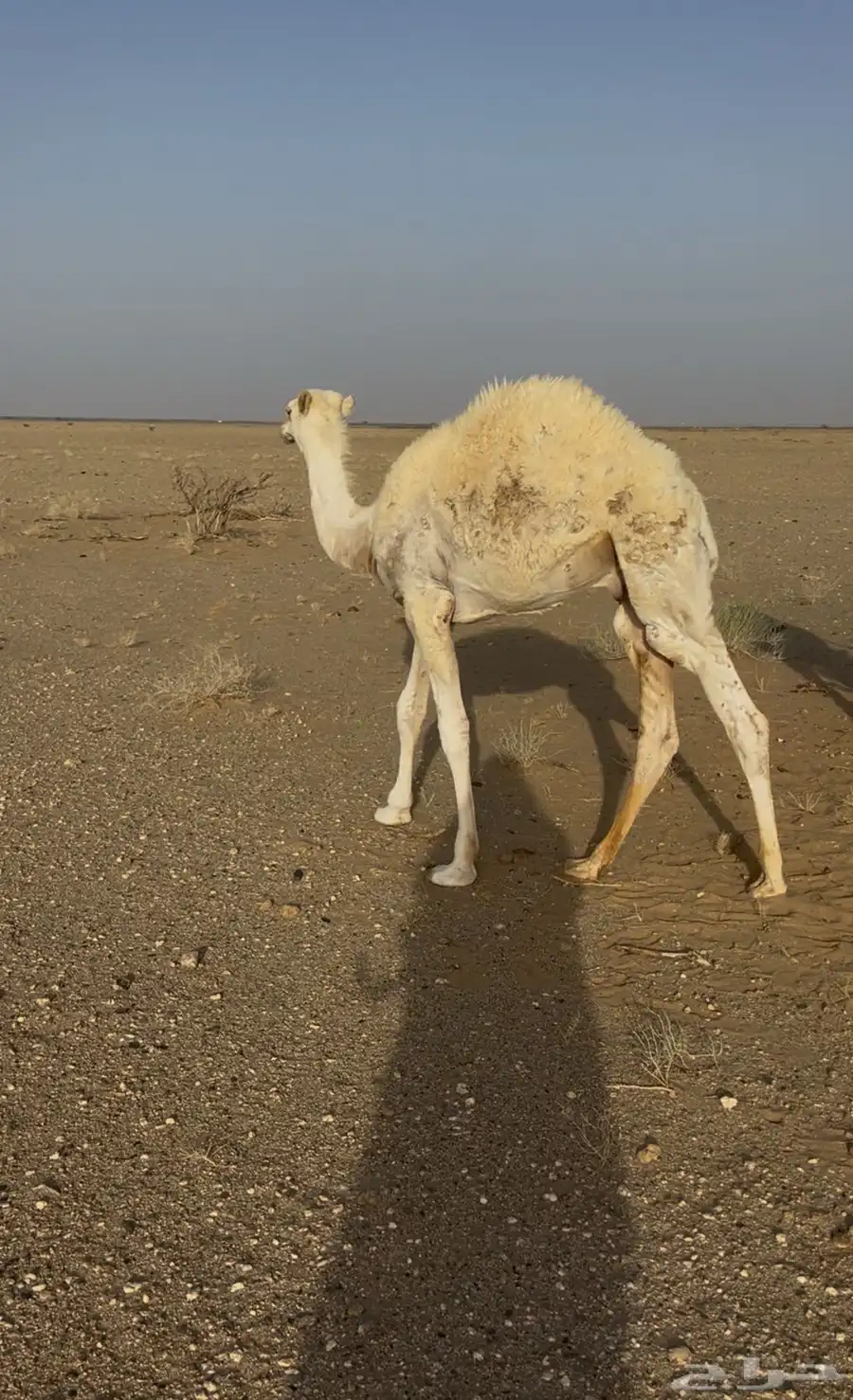 قعدان طيبات جنوب غرب عفيف 0