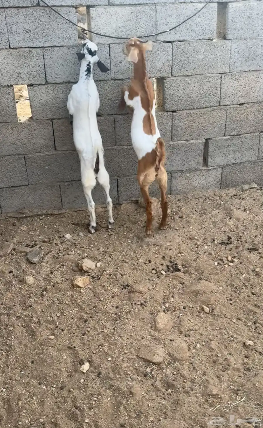 ماعز 4