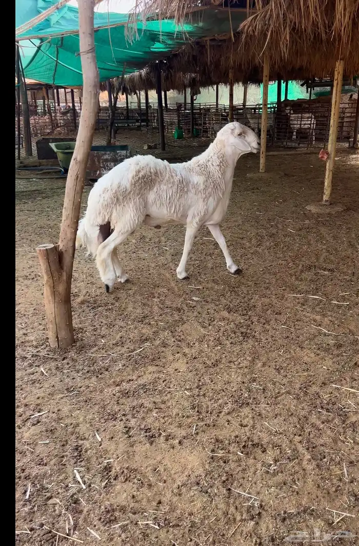 جذع حري مشروط 1