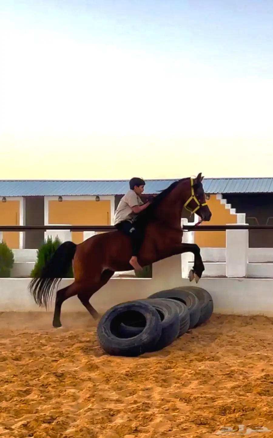 خيل 0