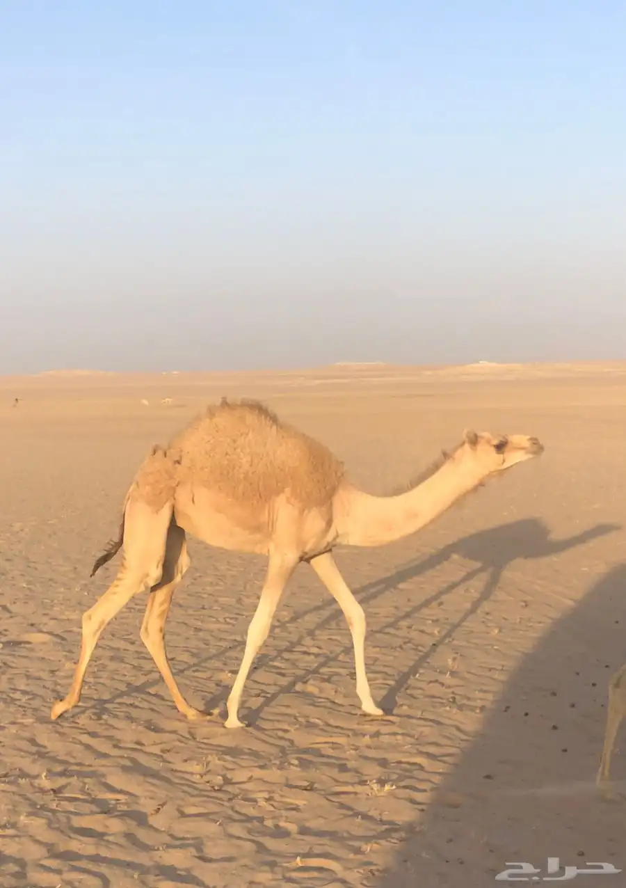 بكره مهجنه 0