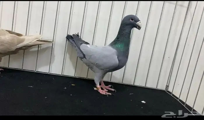 حمام هومر 0