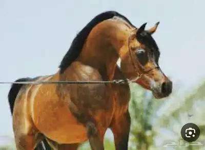 ايوا خيل وعسف وتدريب ركوب 0