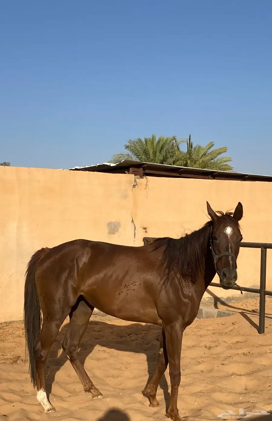 فرس 1