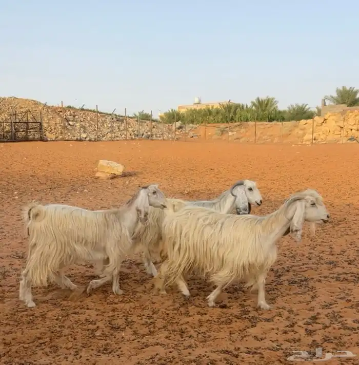 معزاء مشاريك طيبه 0