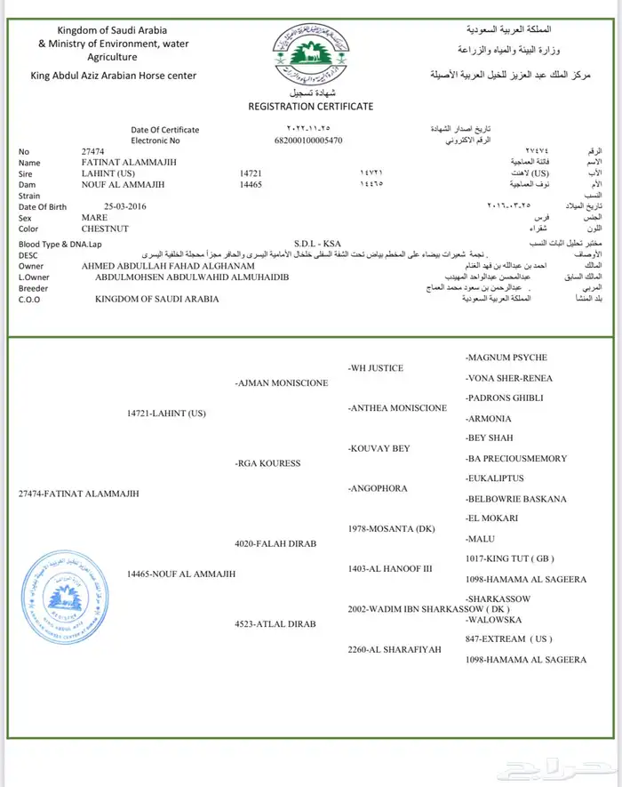 فرس ومهره للبيع عربيه معرفه حفيدة عجمان 2