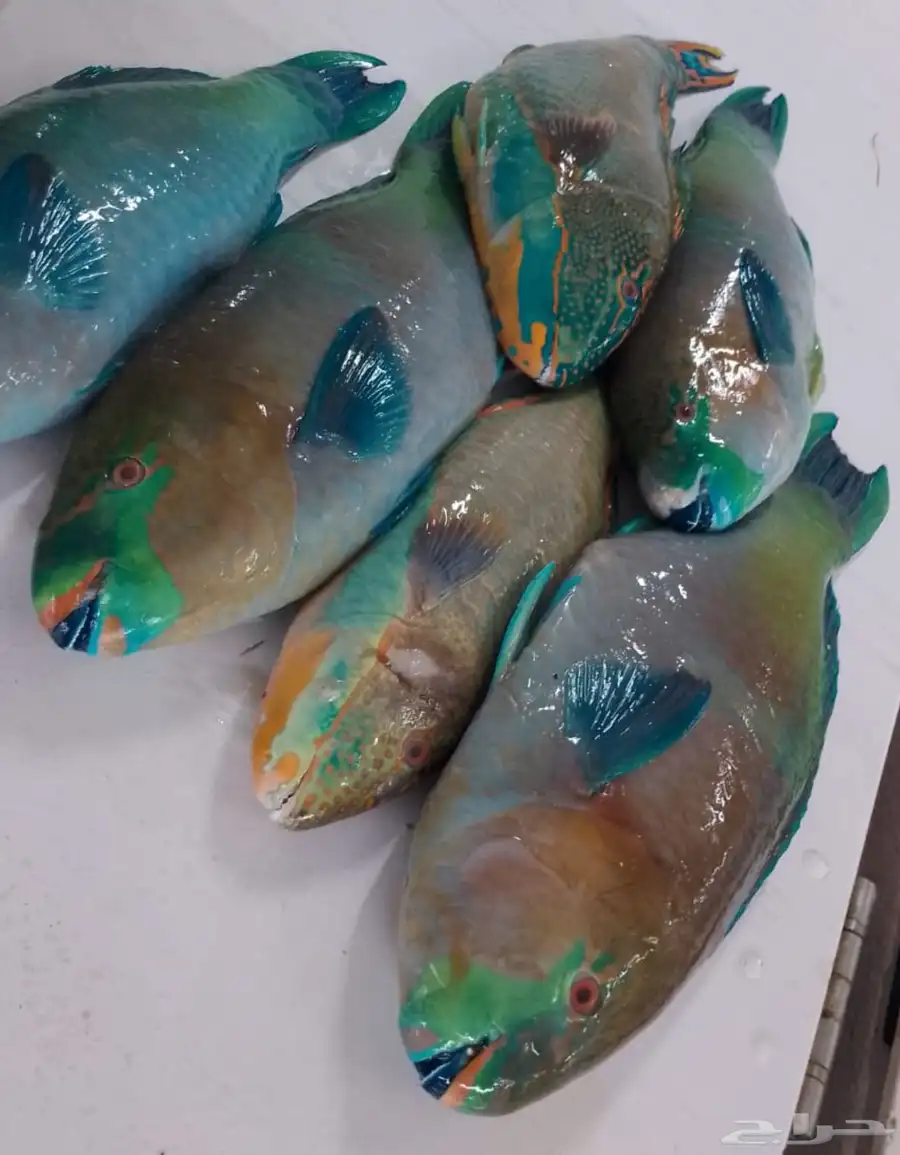 سمك طازه 6