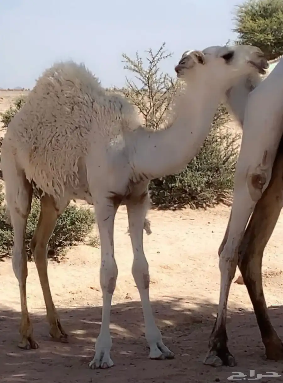 قعود مشروع فحل حيسوني 0