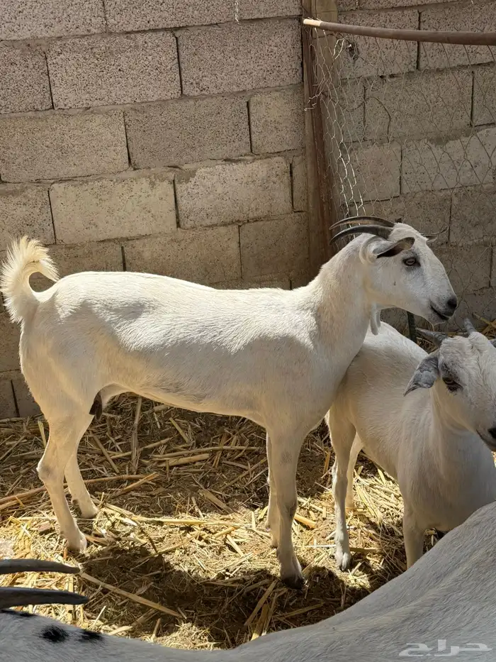 آنك بيشيات 12