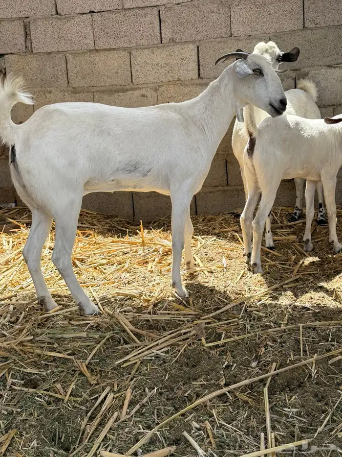 آنك بيشيات 4