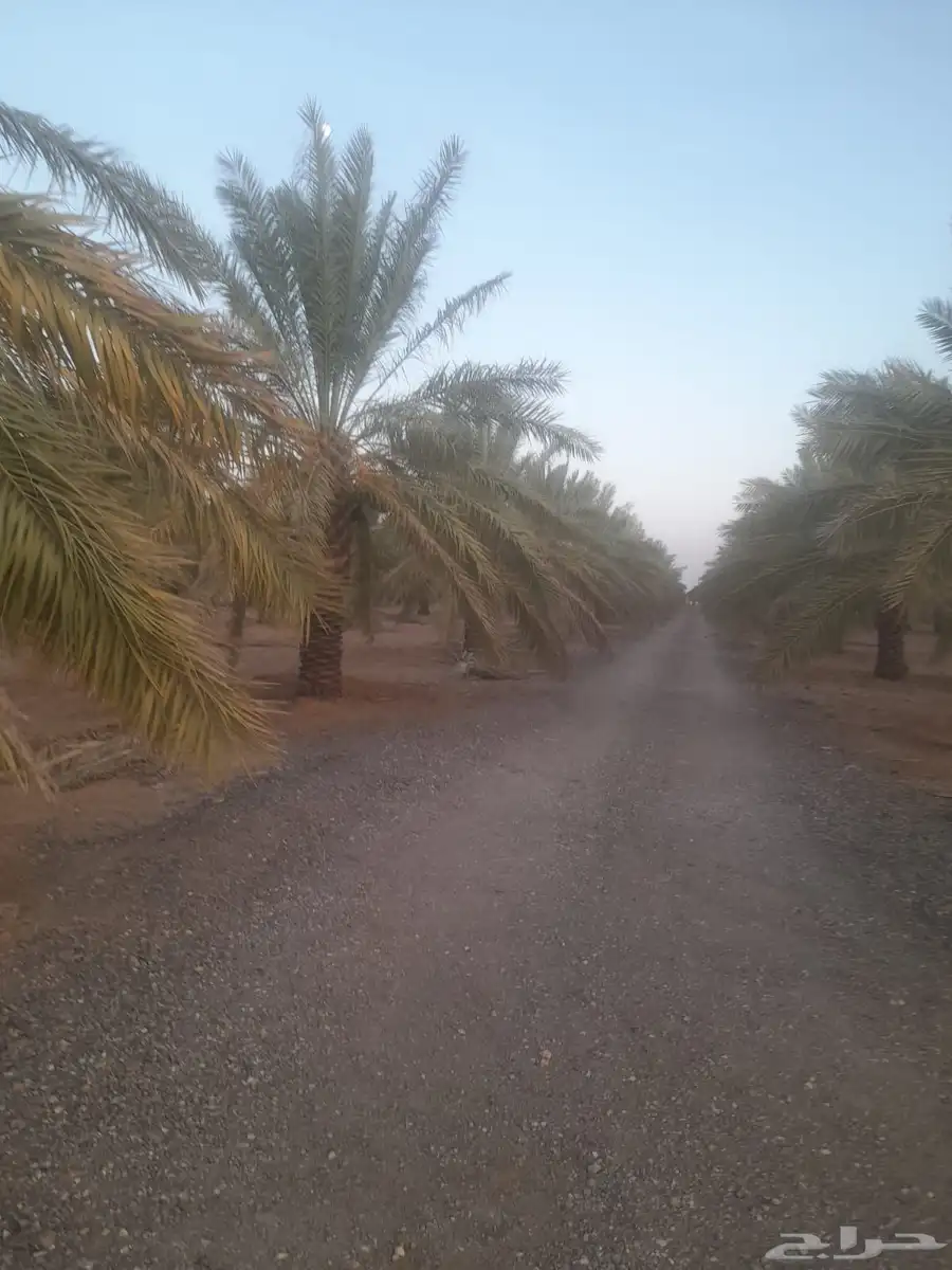 نخل طول 4 متر نوع سكري فاخر الموقع الغاط 3