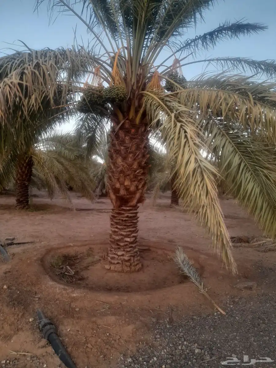 نخل طول 4 متر نوع سكري فاخر الموقع الغاط 2