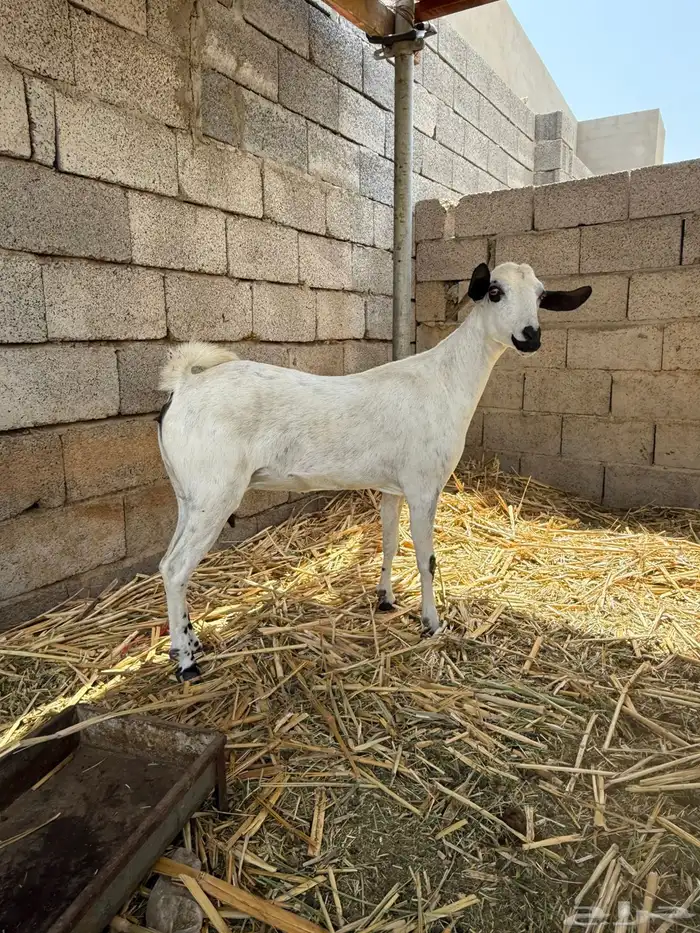 آنك بيشيات 6