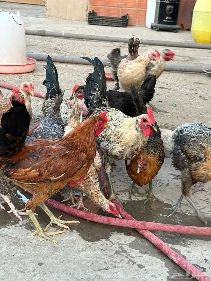 دجاج بلدي 5