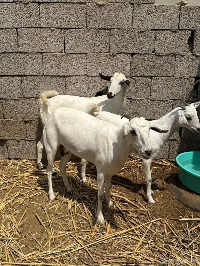 آنك بيشيات 2