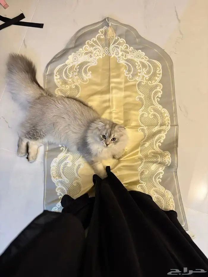 قط سكوتش فولد لونق هير 3