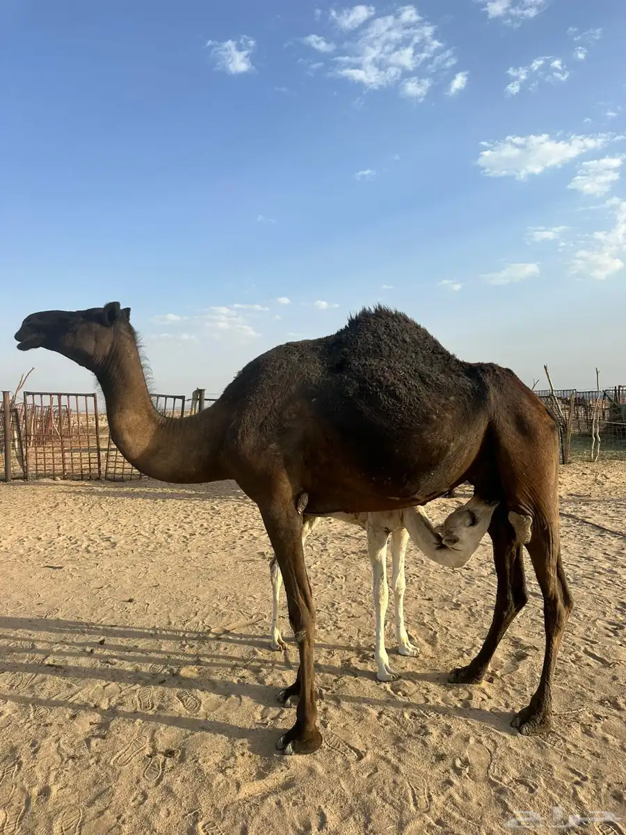 ناقه خلفه 0