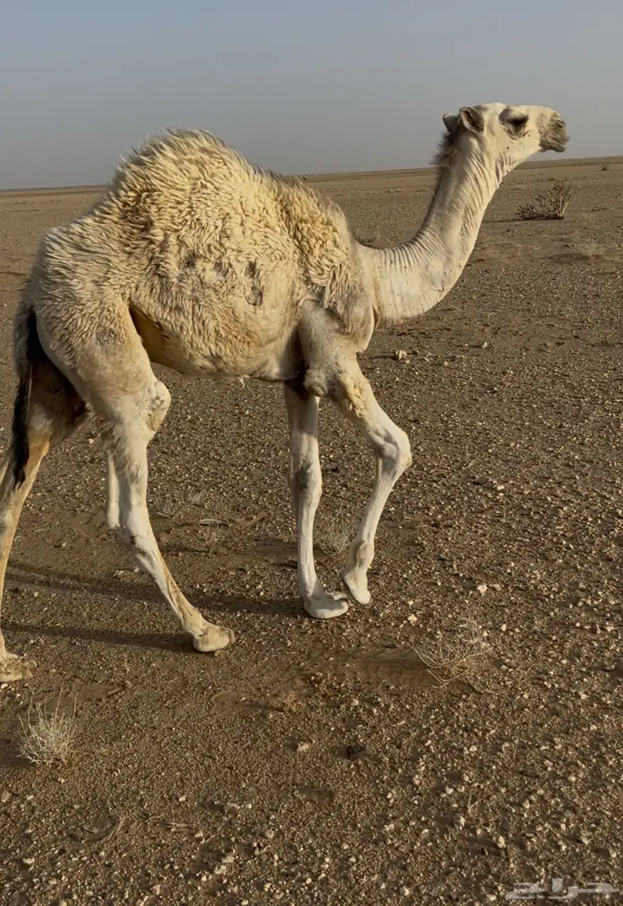 قعدان طيبات جنوب غرب عفيف 1