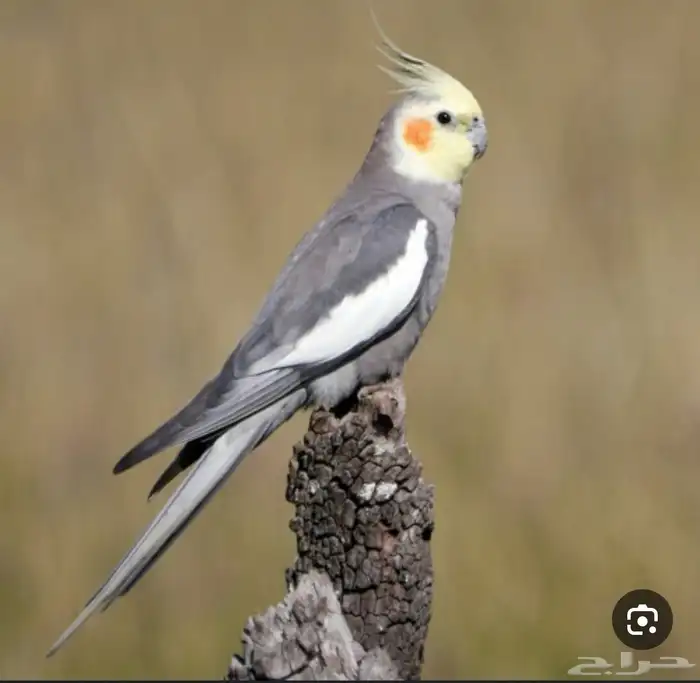 مطلوب كروان نورمل باكستاني نفس الصوره 0