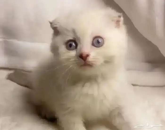 قط للبيع 3