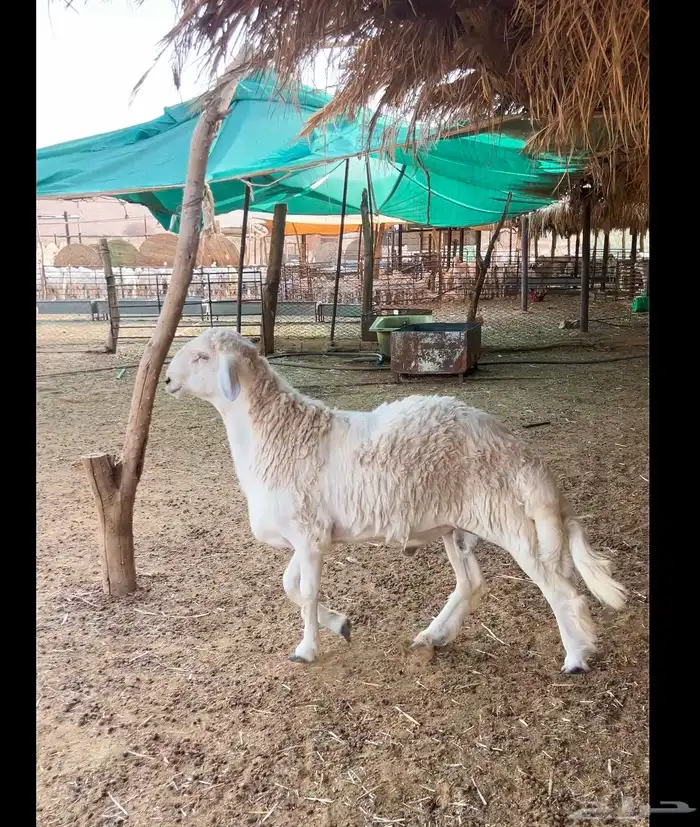 جذع حري مشروط 2