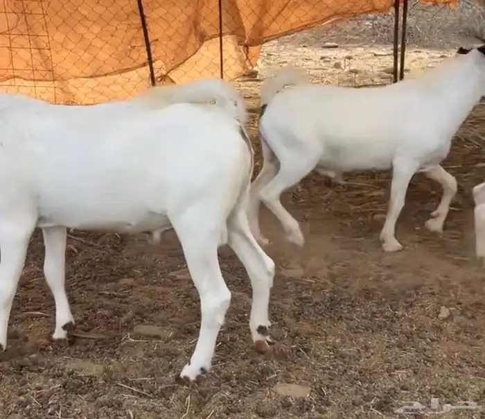 تيوس مندي بلدي. (. تم البيع ) 1