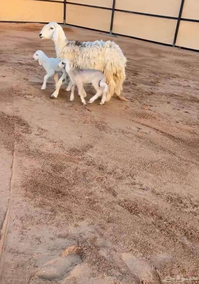 شاه حريه متوم 0