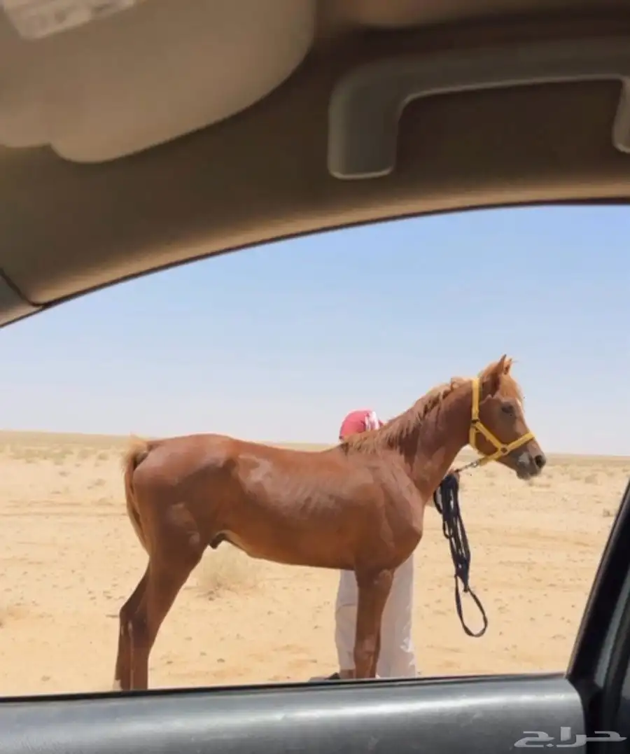 حصان عربي 0