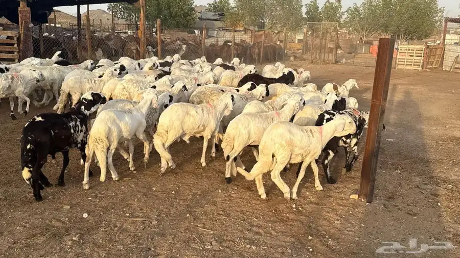 طليان سواكن بيض 0