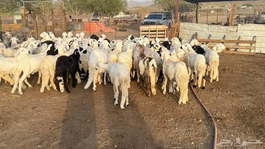 طليان سواكن بيض 4