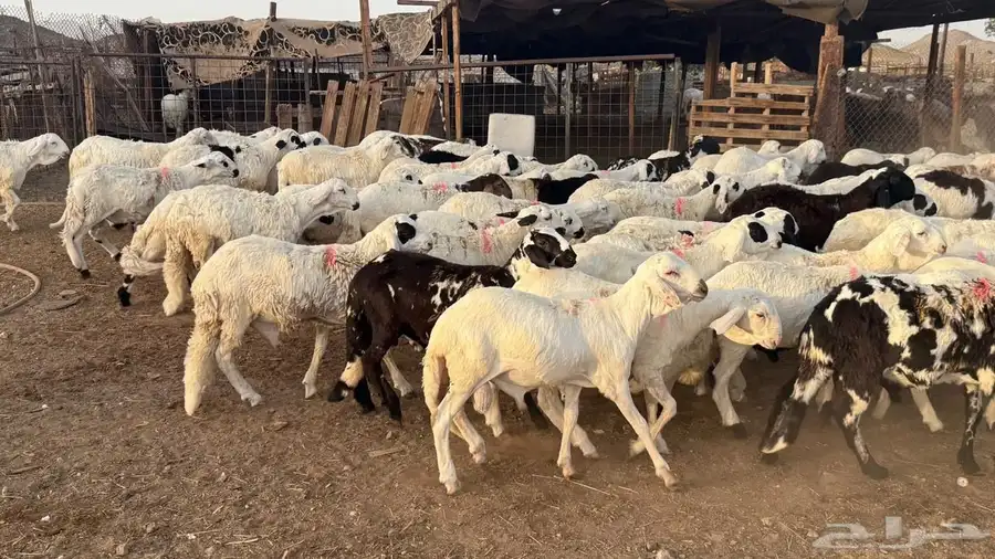 طليان سواكن بيض 2