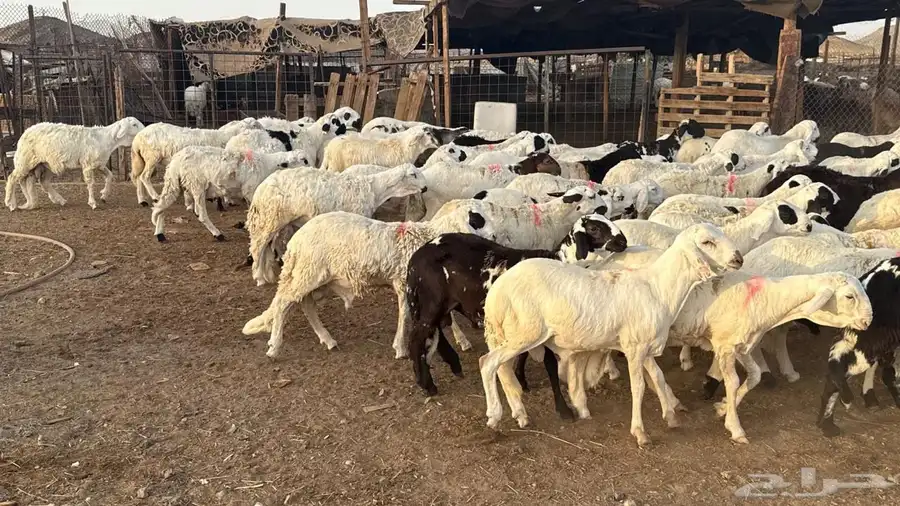 طليان سواكن بيض 3