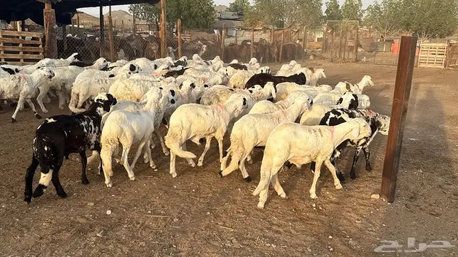 طليان سواكن بيض 1