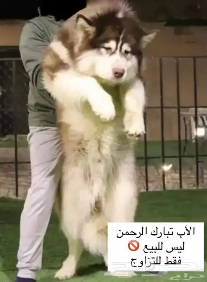 الاسكا مالموت جاينت بيور للبيع 3