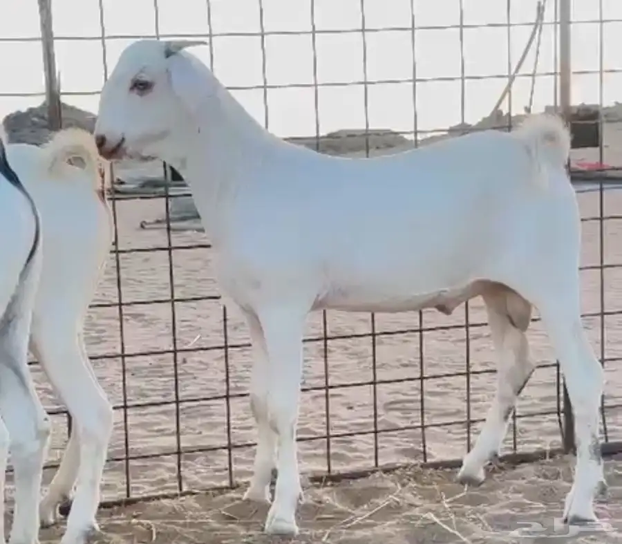 معزا 1